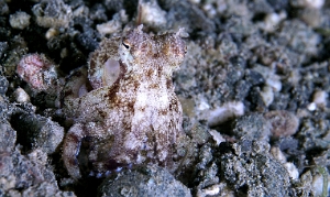 North Sulawesi-2018-DSC04785_rc- Coconut octopus - Poulpe coco - Amphioctopus marginatus